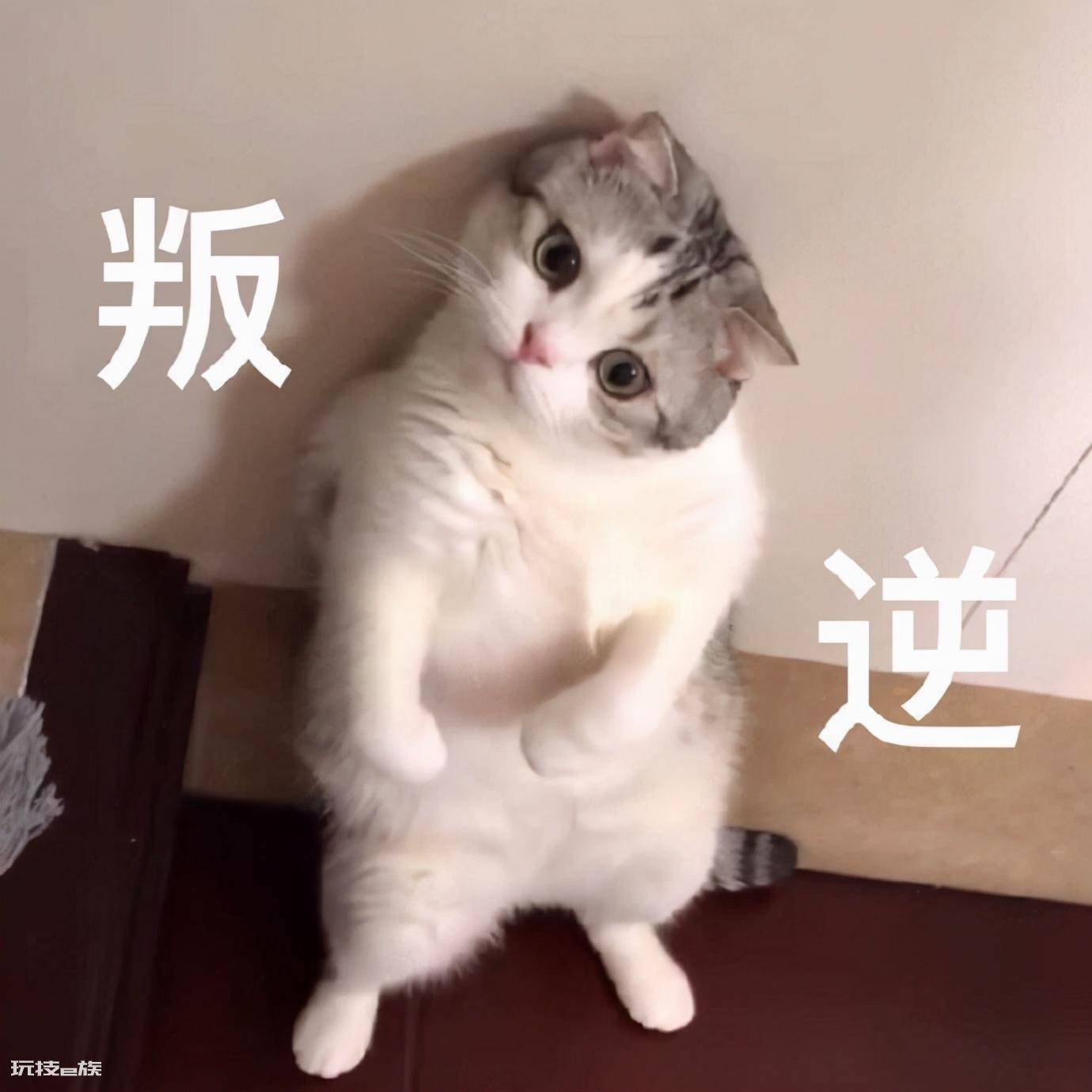 公猫贵还是母猫贵(养公猫和养母猫的六个不同点的建议)-图片5